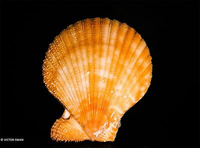 Pecten nibilis.JPG