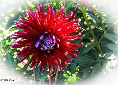 Dahlia-Geri Scott.JPG