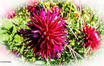 Dahlia- Geri Scott.JPG