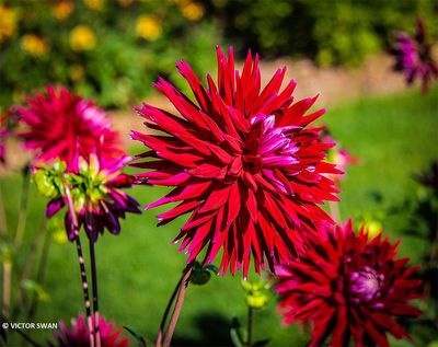 Dahlia-Geri Scott.JPG
