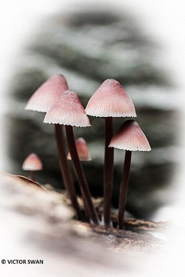 Grote bloedsteelmycena - Mycena haematopus.JPG