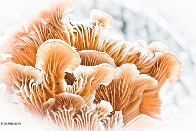 Gewone oesterzwam - Pleurotus pulmonarius.JPG