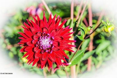 Dahlia-Geri Scott.JPG