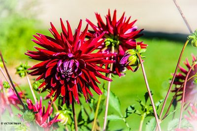 Dahlia-Geri Scott.JPG