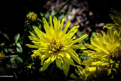 Dahlia-Munchen .JPG