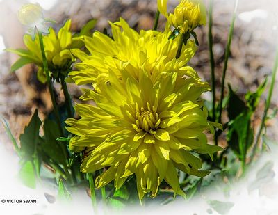 Dahlia-Munchen .JPG