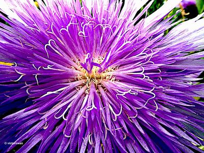Stokesia.JPG