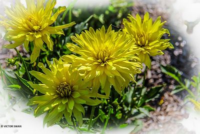 Dahlia-Munchen .JPG