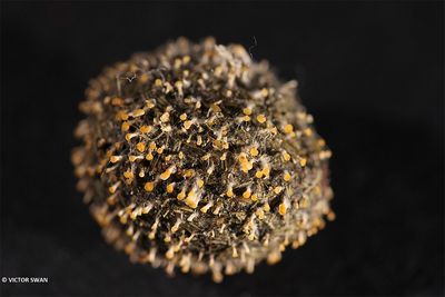Roze mestknopsteeltje - Stilbella erythrocephala .JPG