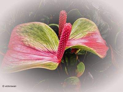 Spathiphyllum.JPG