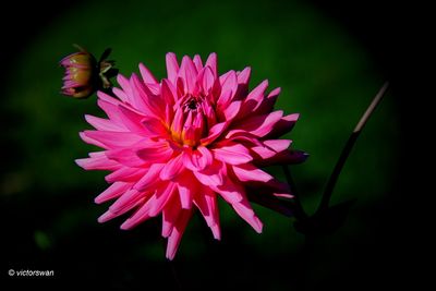 Dahlia-Herbert Smith.JPG