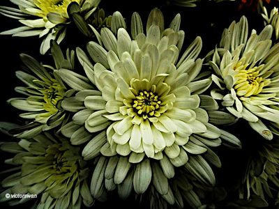 Chrysant.JPG