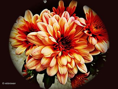 Chrysant.JPG