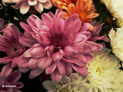 Chrysant.JPG