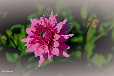 Dahlia-Herbert Smith.JPG