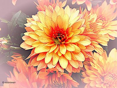 Chrysant.JPG