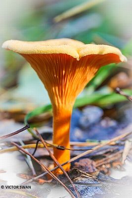 Valse hanenkam - Hygrophoropsis aurantiaca.JPG