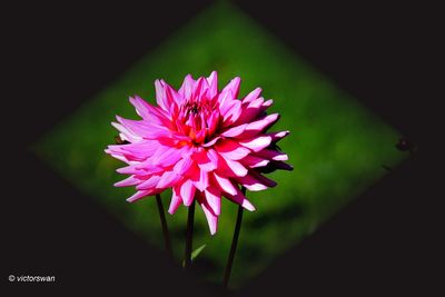 Dahlia-Herbert Smith.JPG