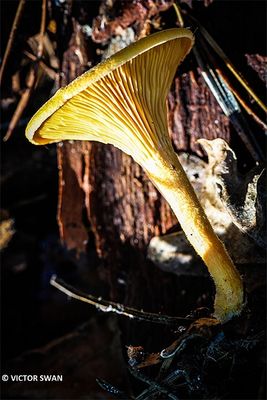 Valse hanenkam - Hygrophoropsis aurantiaca.JPG