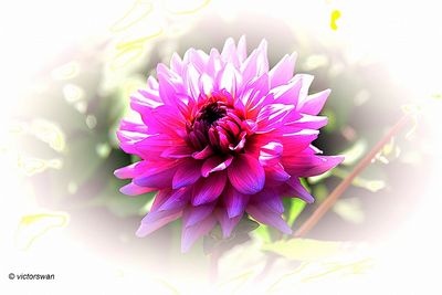 Dahlia-Herbert Smith.JPG