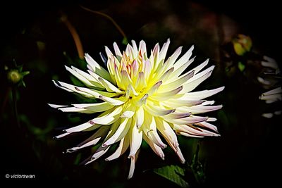 Dahlia-Shooting Star.JPG