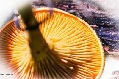 Valse hanenkam - Hygrophoropsis aurantiaca.JPG