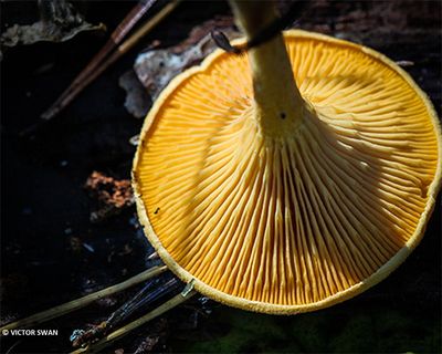 Valse hanenkam - Hygrophoropsis aurantiaca.JPG