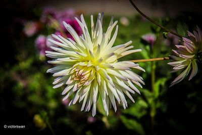 Dahlia-Shooting Star.JPG