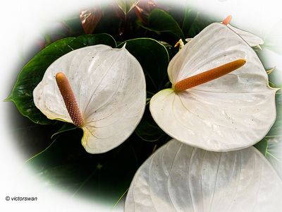 Spathiphyllum.JPG