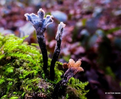 Geweizwam  Xylaria hypoxylon.JPG