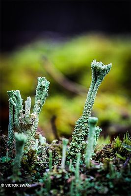 Kopjesbekermos - Cladonia fimbriata .JPG