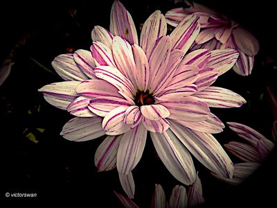 Chrysant.JPG
