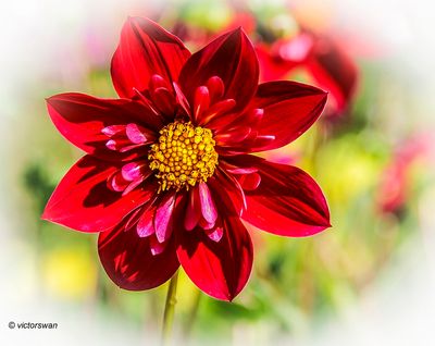 Dahlia-Don Hill .JPG