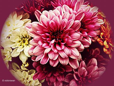 Chrysant.JPG