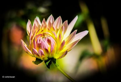 Dahlia-Shooting Star.JPG
