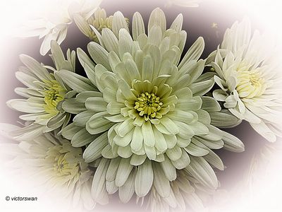 Chrysant.JPG