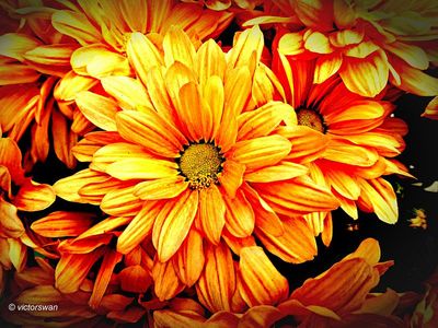 Chrysant.JPG