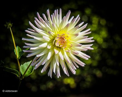 Dahlia-Shooting Star.JPG