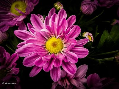 Chrysant.JPG