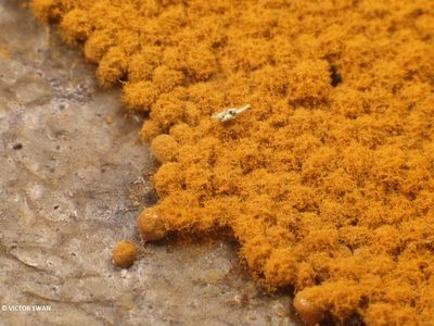 Gezellig draadwatje Trichia scabra..JPG