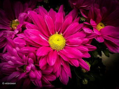 Chrysant.JPG