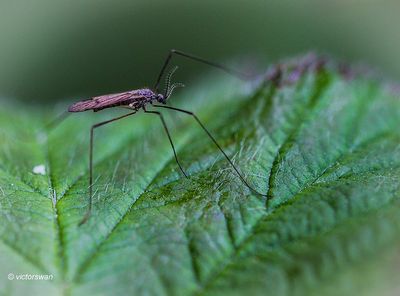 Gnophomyia spec.JPG