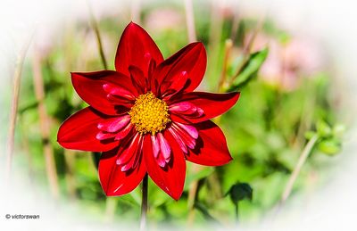 Dahlia-Don Hill .JPG