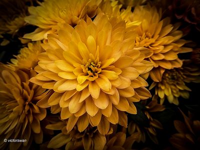 Chrysant.JPG