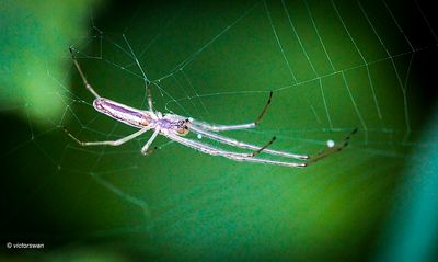 Gewone strekspin - Tetragnatha extensa .JPG