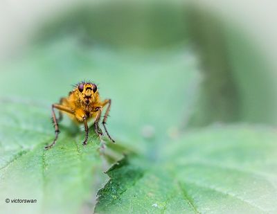 Strontvlieg - Scathophaga stercoraria.JPG