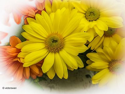 Chrysant.JPG
