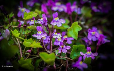 Muurleeuwenbek - Cymbalaria muralis.JPG