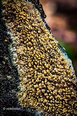 Getande boomkorst - Radulomyces molaris.JPG