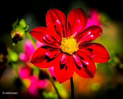Dahlia-Don Hill.JPG